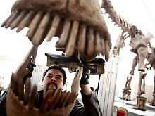 Letzte Vorbereitungen: Der Kopf eines acht Meter hohen Argentinosaurus ...