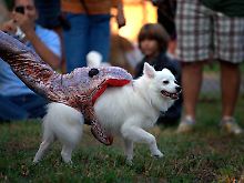 In den USA gibt es sogar Halloweenpartys für Hunde - inklusive Python-Kostüm.