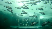 Expo 2012 in Yeosu eröffnet: Tief in den Ozean eintauchen