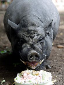 Schwein gehabt! Wenn das kein Grund zum Feiern ist.