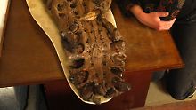 Sassoon, Forscherin der britischen Universität Bristol, sitzt neben dem Unterkiefer eines Westbury- Pliosaurier-Fossils.