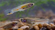 Guppy-Weibchen (unten) bestaunen ein orangegeflecktes Männchen.