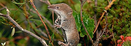Eine Maskenspitzmaus.