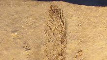 Diese Archaeopterix-Feder war 1861 in Solnhofen gefunden worden.