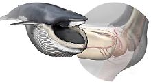 Neues Organ bei Walen entdeckt: Sensor im Kinn hilft beim Fressen