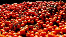Wie repariert man "kaputte" Tomaten? Wissenschaftler aus Florida haben es herausgefunden. 
