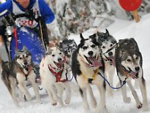 Die Schlittenhunderennen in Inzell ...