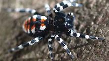 Die Röhrenspinne Loureedia annulipes ist nach dem Rockmusiker Lou Reed benannt. 