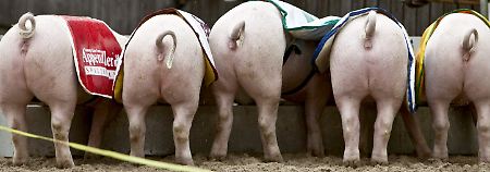 Schweine sind sehr reinliche und soziale Tiere und bevorzugen einen festgelegten Toilettenplatz.