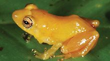 Durch den ungewöhnlichen Paarungsruf sind die Forscher auf den gelben Frosch gestoßen. 