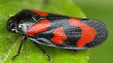 Besondere Krabbeltiere: Gekürte Insekten