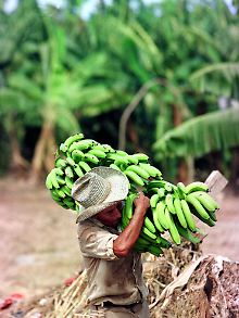 Bananenernte in Honduras.