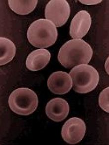 Die roten Blutkörperchen werden auch Erythrozyten genannt. 