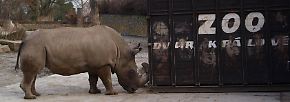 Ein Nördliches Breitmaulnashorn beschnuppert in seinem Gehege im tschechischen Zoo Dvur Kralove schon mal den Reisecontainer einen Reisecontainer.