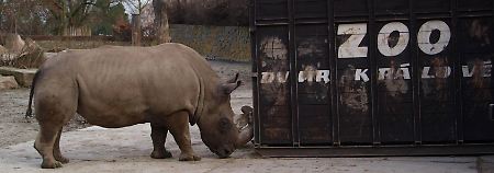 Ein Nördliches Breitmaulnashorn beschnuppert in seinem Gehege im tschechischen Zoo Dvur Kralove schon mal den Reisecontainer einen Reisecontainer.