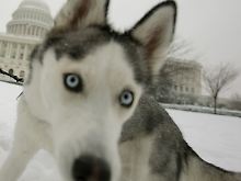 Ein sibirischer Husky spielt vor dem Capitol in Washington.