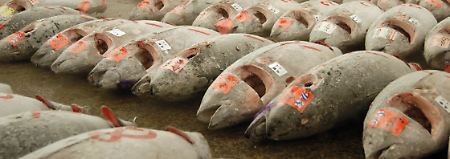 Thunfische auf dem Fischmarkt in Tokio.