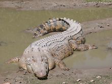 Das Siam-Krokodil ähnelt auf dem ersten Blick dem Leistenkrokodil (im Bild).