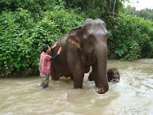 Ein junger Karen badet am Rande des "Doi Inthanon"-Nationalparks die Elefantenmutter "Mae Kam Noi", die von ihrem sieben Monate alten Baby begleitet wird.