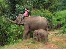 Im Elefantendorf, das der Thüringer Förster und der Thailänder Tsetang aufgebaut haben, fühlen sich auch Jungtiere wohl: Elefantenmutter "Mae Kam Noi" mit ihrem sieben Monate alten Baby.