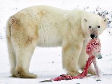 Ein männlicher Eisbär tötet und frisst einen Artgenossen. 