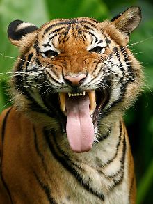 Ein Tiger im Zoo von Kuala Lumpur. 