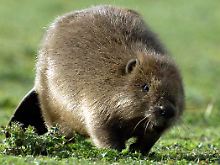 Ein Biber auf einer Wiese. 