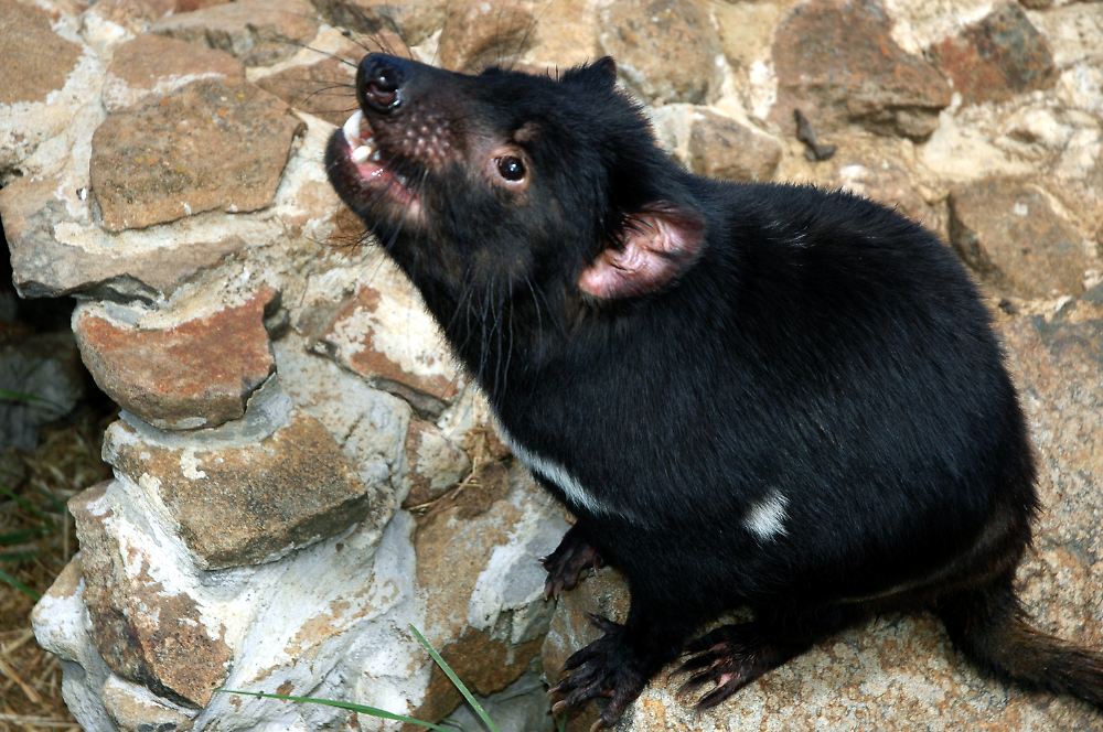 Tasmanischer Teufel