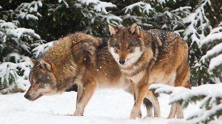 Zwei Wölfe (Canis lupus) durchstreifen ihr winterliches Gehege im Wildpark Schorfheide im Land Brandenburg (Aufnahme vom 21. Dezember 2009).
