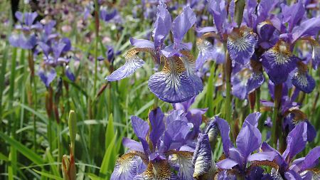 Die Sibirische Schwertlilie mit ihren leuchtend blau-violetten Blüten.