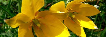 Die Wildtulpe mit offener Blüte.