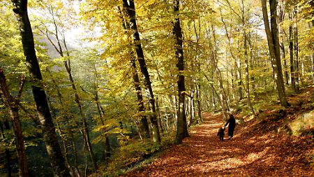 Der Blattwurf bleibt nach wie vor ein untrügliches Zeichen für den Herbst.