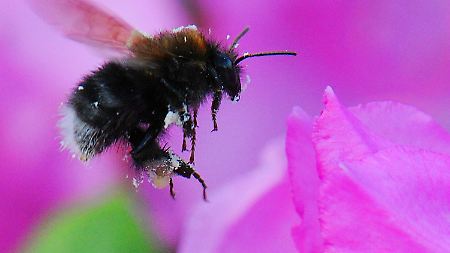 Von Blüte zu Blüte: Eine Hummel nascht am Rhododendron.