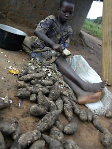 Ein Mädchen putzt Maniokwurzeln in Guruguru im Norden von Uganda. 