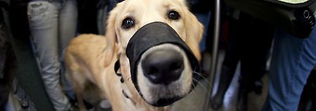 Dieser sechs Monate alte Golden Retriever hat kein Problem mit der neuen Vorschrift. Auf Luis' Schnauze passt der Maulkorb.