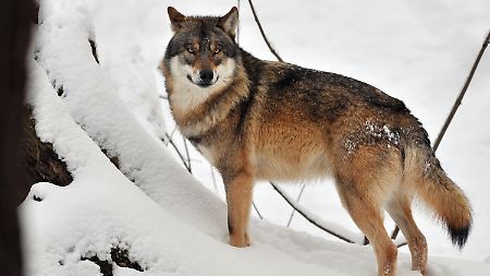 Dieser Wolf lebt im Tierpark Wisentgehege in Springe bei Hannover.