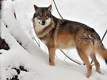 Ein Mitteleuropäischer Wolf im Tierpark Wisentgehege in Springe bei Hannover.