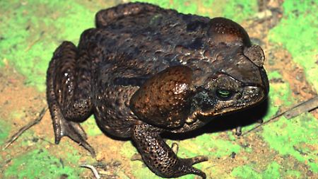 Bufo marinus: Bei gleich großen Kröten ist der Befruchtungsvorgang am erfolgreichsten.