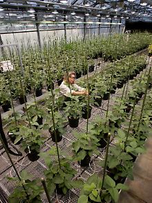 In einem Monsanto-Gewächshaus wachsen zu Forschungszwecken Sojabohnen. 