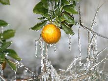 Sogar in Florida droht Frost: Obst wird mit Wasser überspritzt, damit die Eisschicht die Früchte vor Frost schützt.