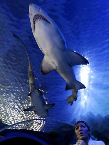 Haie im Aquarium in Istanbul.
