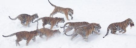 Sibirische Tiger fühlen sich bei dem Wetter wohl - auch im Harbin Tiger Park im nordöstlichen China.