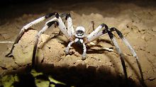Der Fund einer fast handgroßen Spinne in diesem Teil der Welt ist eine Seltenheit.