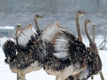 Scheue Wesen: Die Anleger ließen sich von schlechten Nachrichten vertreiben. 