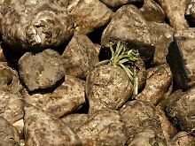 Nachkomme der Runkelrübe: Beta vulgaris.