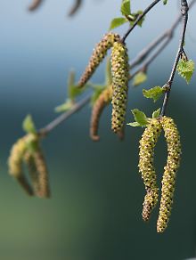 Die Birkenpollen haben voraussichtlich von Ende März bis Ende Mai Saison.