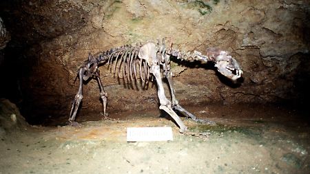 Das etwa 30.000 Jahre alte Höhlenbärenskelett wurde hier gefunden. Da es in der Höhle das ganze Jahr über gleichbleibend neun Grad kalt ist, bleiben die Knochen bestens erhalten. Lebend war der Bär aufgerichtet drei Meter groß.