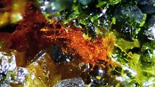 Rotorange und faserig: Daliranite aus der Region Takab im Iran.