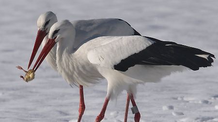 Die Störche Romeo und Julia bekommen im Winter als zusätzliche Nahrung Futter-Küken ausgelegt.