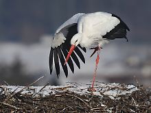 Störchin Julia steht in ihrem schneebedeckten Nest auf dem Kamin des Rathauses von Isny.